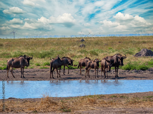 herd of thirsty wildebeest at  the waterhole  tranquil savannah and bushveld landscape in Botswana 