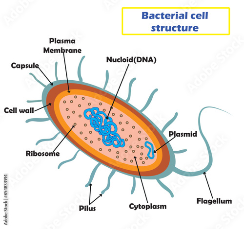 Bacterial cell structure concept. Structural diagram of an cell Vector illustration.