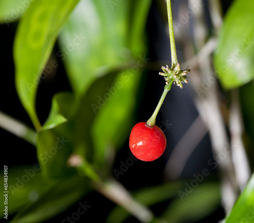 Houseplant Dracaena Surculosa with red berry.