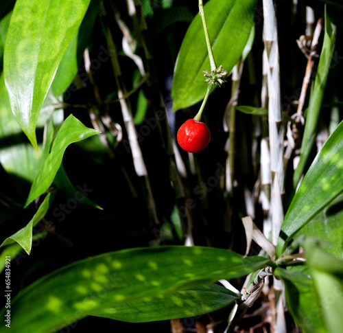 Red berry on a Japanese bamboo Dracaena Surculosa.