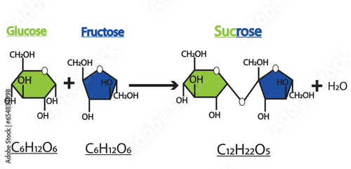 Formation of sucrose by glucose and fructose. vector illustration.