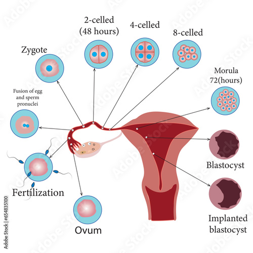 Development of the human embryo. Vector illustration..