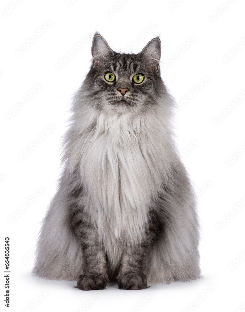 Majestic grey fluffy cat, sitting up facing front. Looking towards camera. Isolated on a white background.