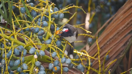 Close-up of a red Whiskered Bulbul bird eating drupes of a palm tree