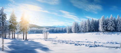 Panoramic view of winter landscape of pine trees with blue sky in morning sunlight