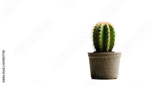 Cactus (Cactaceae) avec transparence sans background