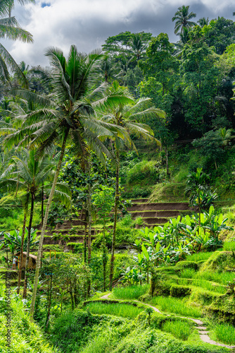 Tegalalang Rice Terrace, Bali, Indonesia © mehdi33300