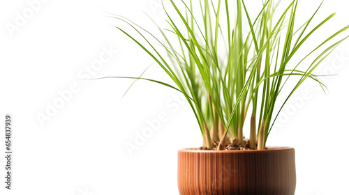 Plante Papyrus (Cyperus papyrus) avec transparence sans background