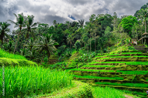 Tegalalang Rice Terrace, Bali, Indonesia © mehdi33300
