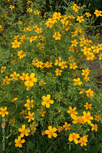 Colorful vertical closeup on an abundant flowering ornage Coreopsis plant in the garden