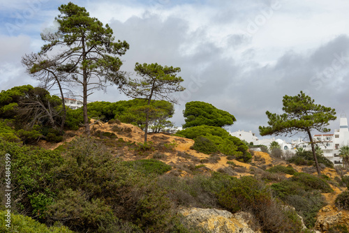 Trees and bushes along the coast of Praia da Oura, Algarve, Portugal.