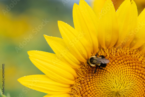 Macro image of a bee landing on the center of a sunflower in summer