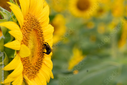 Profile macro image of a bee landing on the face of a bright yellow sunflower in a field in summer © Liz W Grogan