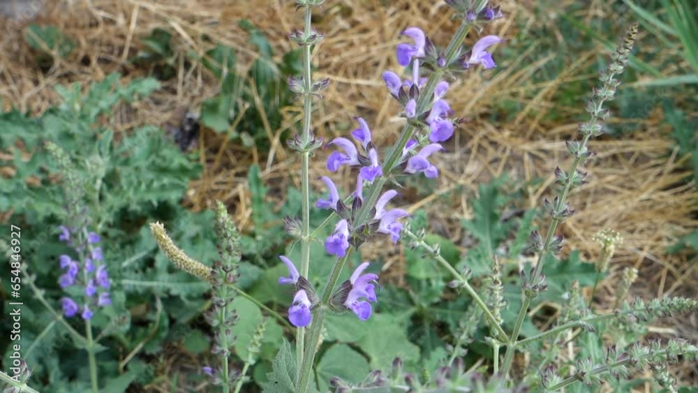 Close-up of Salvia farinacea flower, blue flowered salvia plant, medicinal salvia farinacea flower, Close-up of Salvia farinacea flower, blue flowered salvia plant, medicinal salvia farinacea flower,