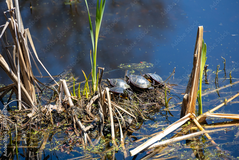 Four Painted Turtles (Chrysemys picta) in the Sun