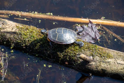 Painted Turtle (Chrysemys picta) on a Mossy Log