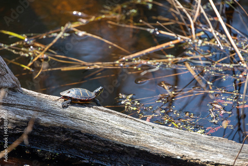 Small Painted Turtle (Chrysemys picta) on a Log photo