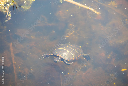 Painted Turtle (Chrysemys picta) Swimming Underwater