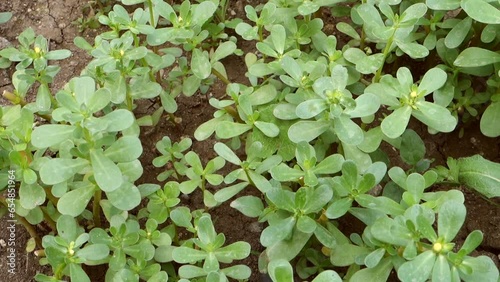 close-up of natural purslane plant, fresh purslane plant in the garden,