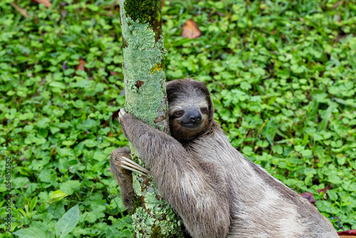 Smiling sloth in Costa Rica hugs a tree. Faultier schmunzelt und umsarmt einen Baum