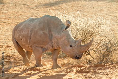 White rhino in Namibia, Kalahari desert
