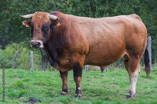 A Peaceful brown bull on a wet grass field  Asturias  Spain