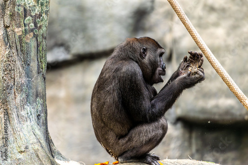 a gorilla sitting on a stone while at a local zoo. the primate is silverback gorilla and is very powerful and dominate animal that is chewing of lettuce  for food