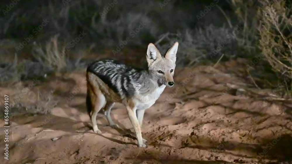 Black-backed jackal at our tent at night. Kgalagadi Kalahari Desert Camp near Mata Mata Black-backed jackal at our tent at night. Kgalagadi Kalahari Desert Camp near Mata Mata