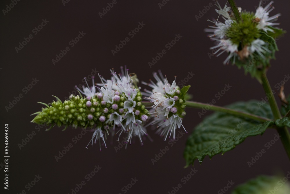 Flowering peppermint, a perennial herb from the St. John's wort family. It blooms from June to August and the whole plant smells very aromatic. Flowering peppermint, a perennial herb from the St. John's wort family. It blooms from June to August and the whole plant smells very aromatic.
