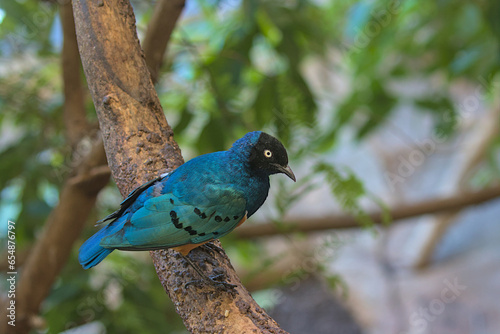 Beautiful colorful superb starling bird. Shiny starlings have colored plumage of blue, greenish and violet with a metallic sheen, the chest and belly with a yellow, red tint. photo