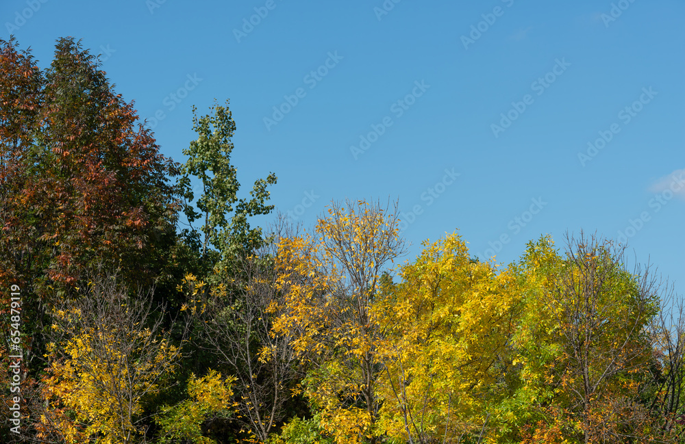 simple autumn trees on a blue sky in the park