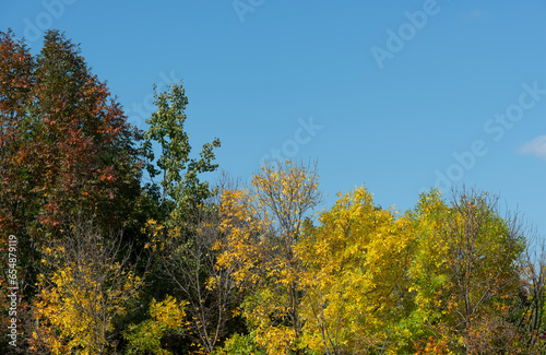 simple autumn trees on a blue sky in the park
