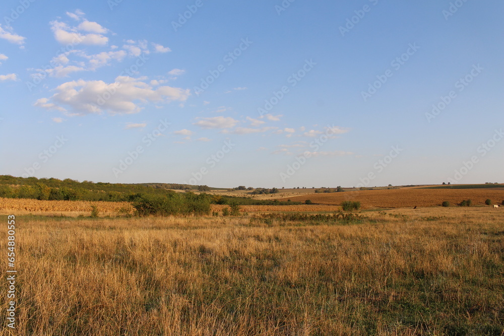 A field with grass and trees