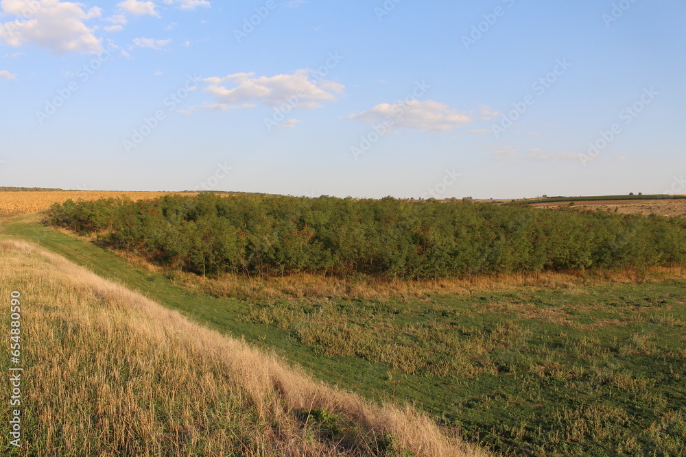 Fototapeta premium A field with trees and grass with Konza Prairie Natural Area in the background