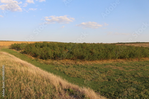 A field with trees and grass with Konza Prairie Natural Area in the background