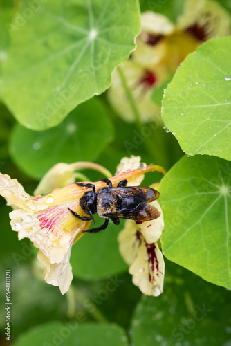 Closeup of eastern carpenter bee on nasturtium flower with green leaves in background