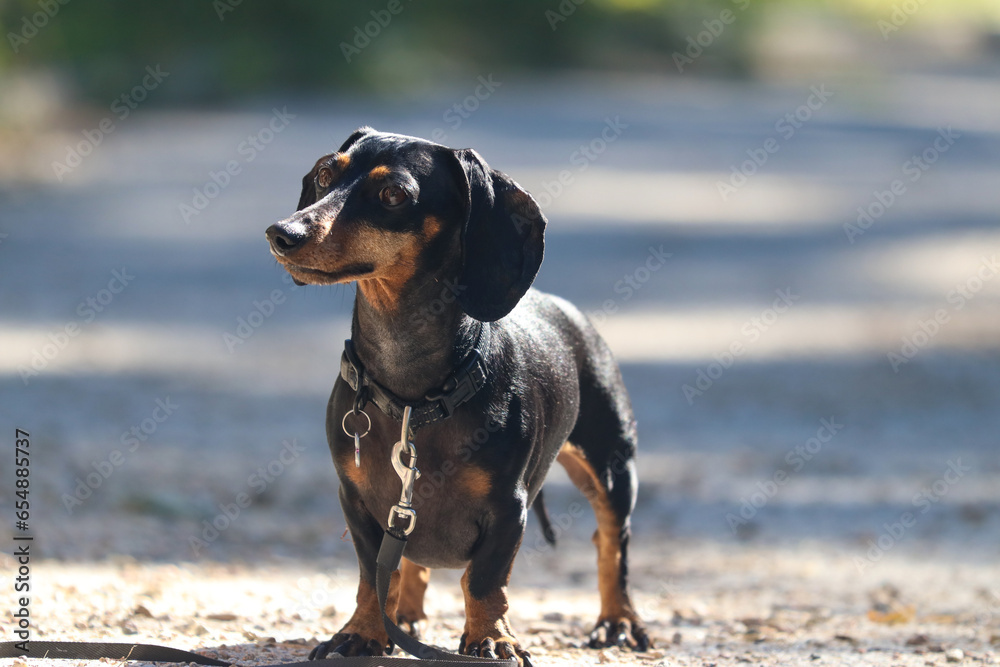 Un perro en un camino de raza pequeña mira con curiosidad Un perro en un camino de raza pequeña mira con curiosidad