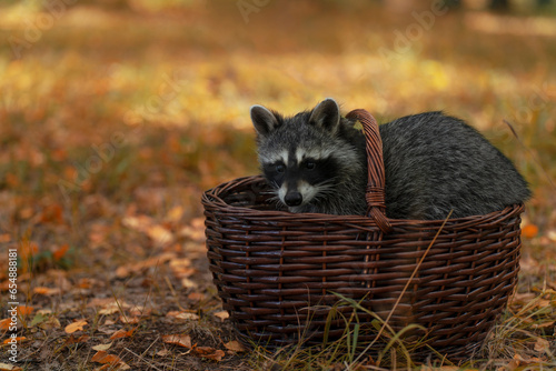 Raccoon in a basket on the background of the autumn forest