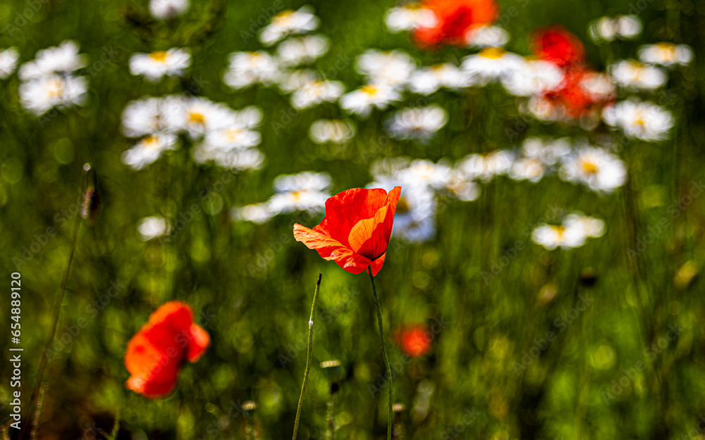 Fototapeta premium Wilde Kamillen und Mohn Blumen 