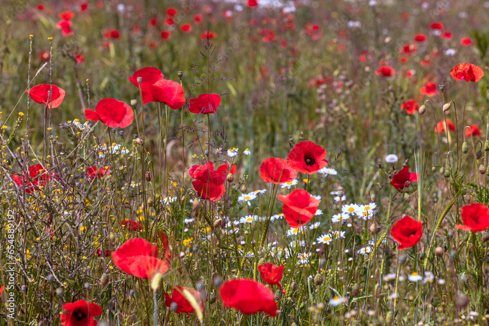 Obraz premium Schöne rote Mohnblume in der Wilden Wiese