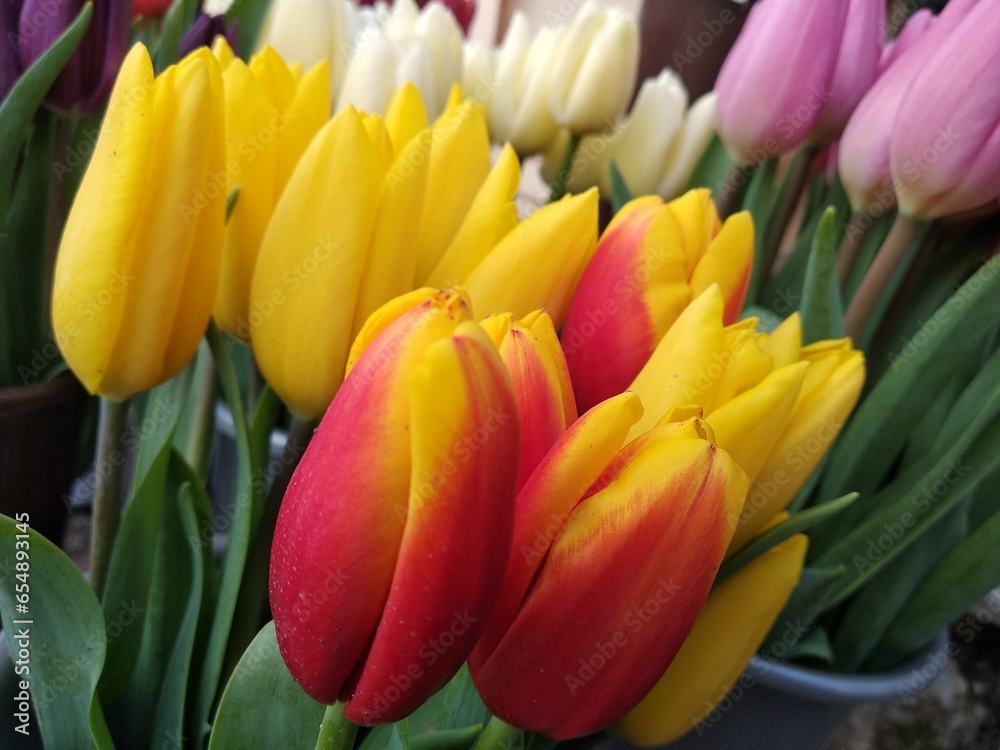 Red, white, purple and yellow tulips Red, white, purple and yellow tulips