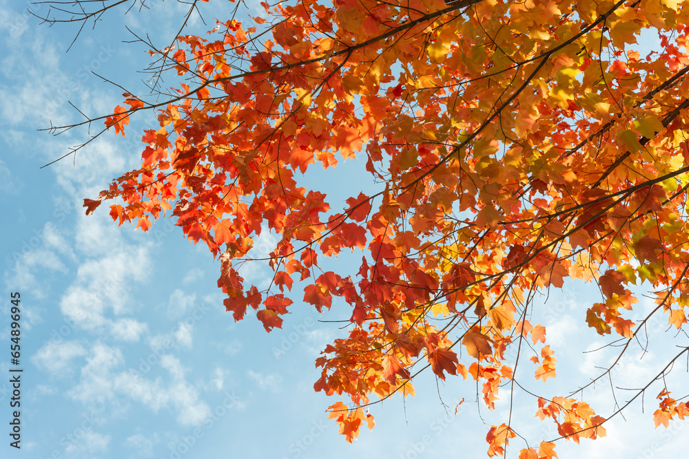 glancing up towards deep orange red maple leaves and blue sky with a smattering of cloud glancing up towards deep orange red maple leaves and blue sky with a smattering of cloud