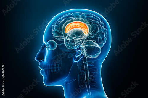 Xray lateral or profile view of the corpus callosum 3D rendering illustration with male body contours. Human brain anatomy, medical, biology, science, neuroscience, neurology concepts.