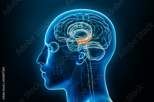 Xray lateral or profile view of the hippocampus 3D rendering illustration with male body contours. Human brain anatomy, medical, biology, science, neuroscience, neurology concepts.