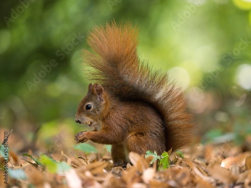squirrel eating nut © Hana