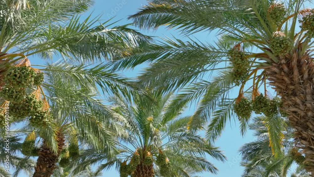 Aerial of rows of date palm trees at a date farm in Southern California.