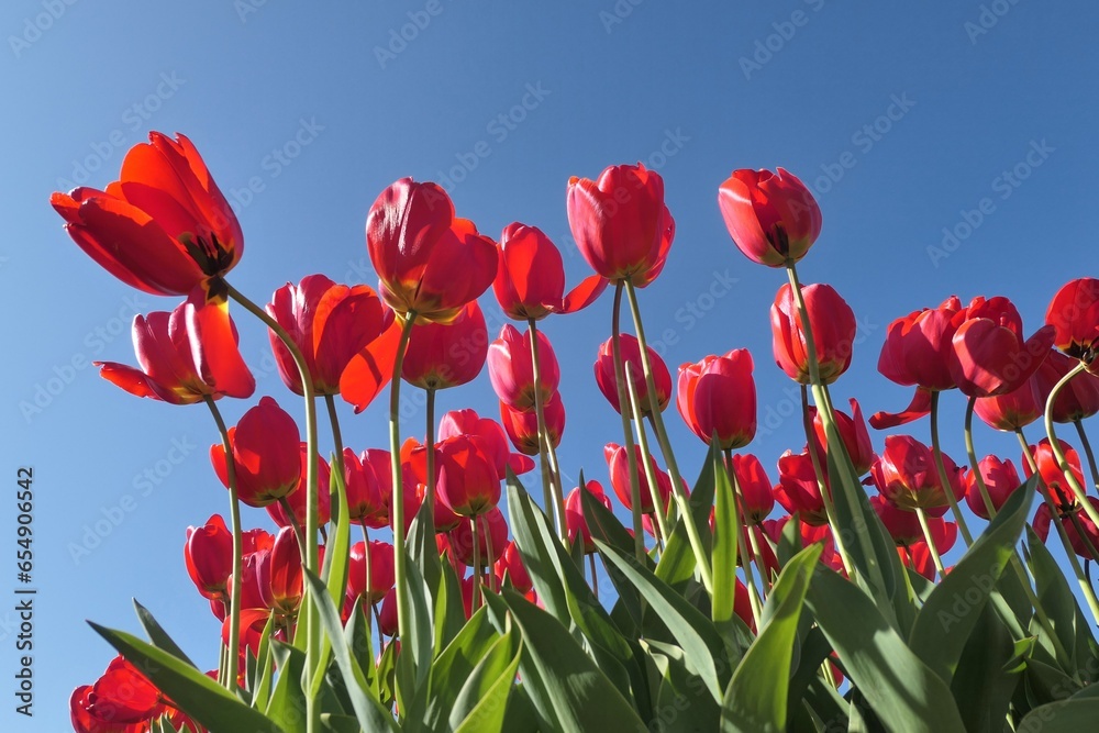 Red tulips field over blue sky at Netherlands, Europe. Spring flowers.