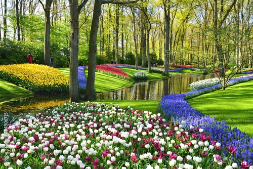 Keukenhof gardens blooming spring flowers by the pond. Colorful tulips and blue Muscari flowers.