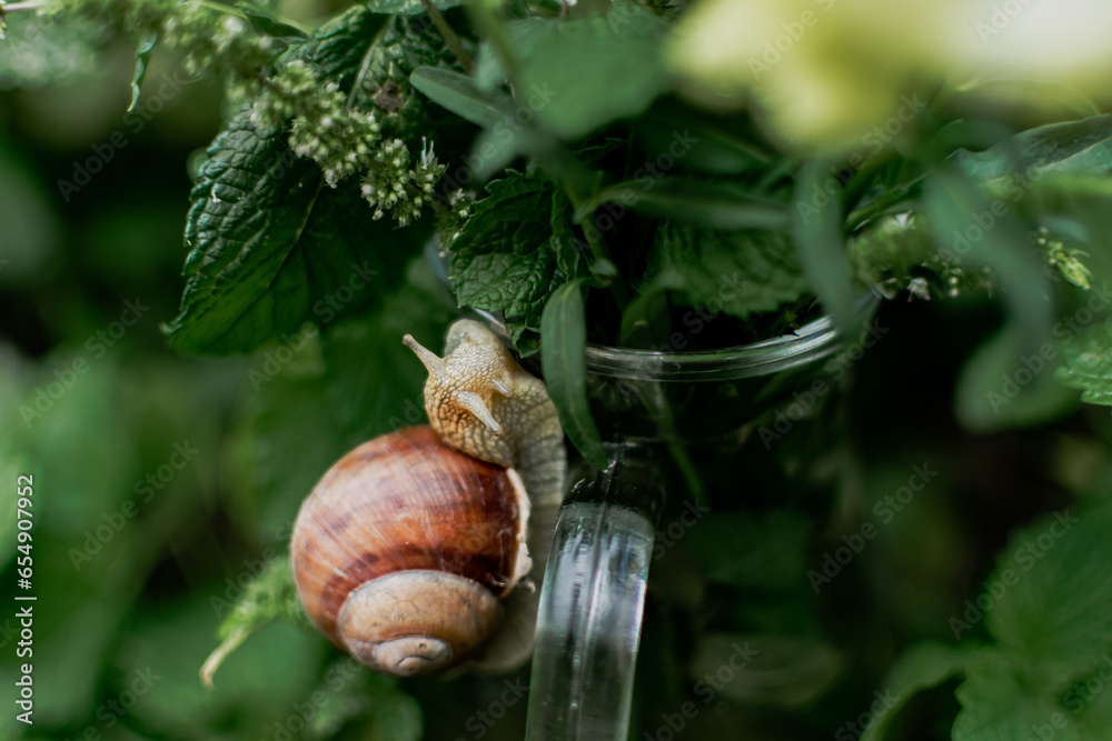 a large brown snail on a vase with branches of green mint. wildlife. animal behavior in nature a large brown snail on a vase with branches of green mint. wildlife. animal behavior in nature