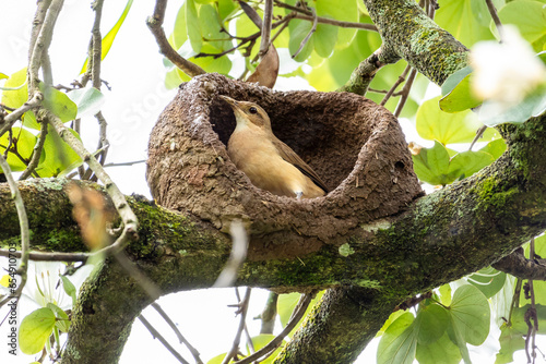 Nest of Rufous Hornero as know as joao-de-barro. The bird that builds its house from clay to procreate. Species Furnarius rufus. Birdwatcher.